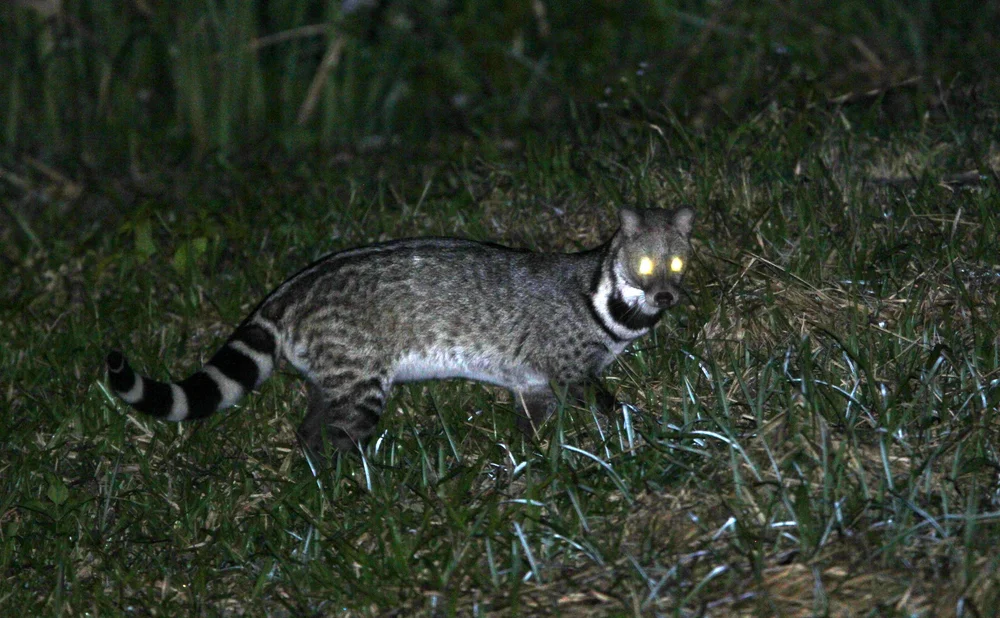 Viverra zibetha - Large Indian Civet — Coke Smith Wildlife